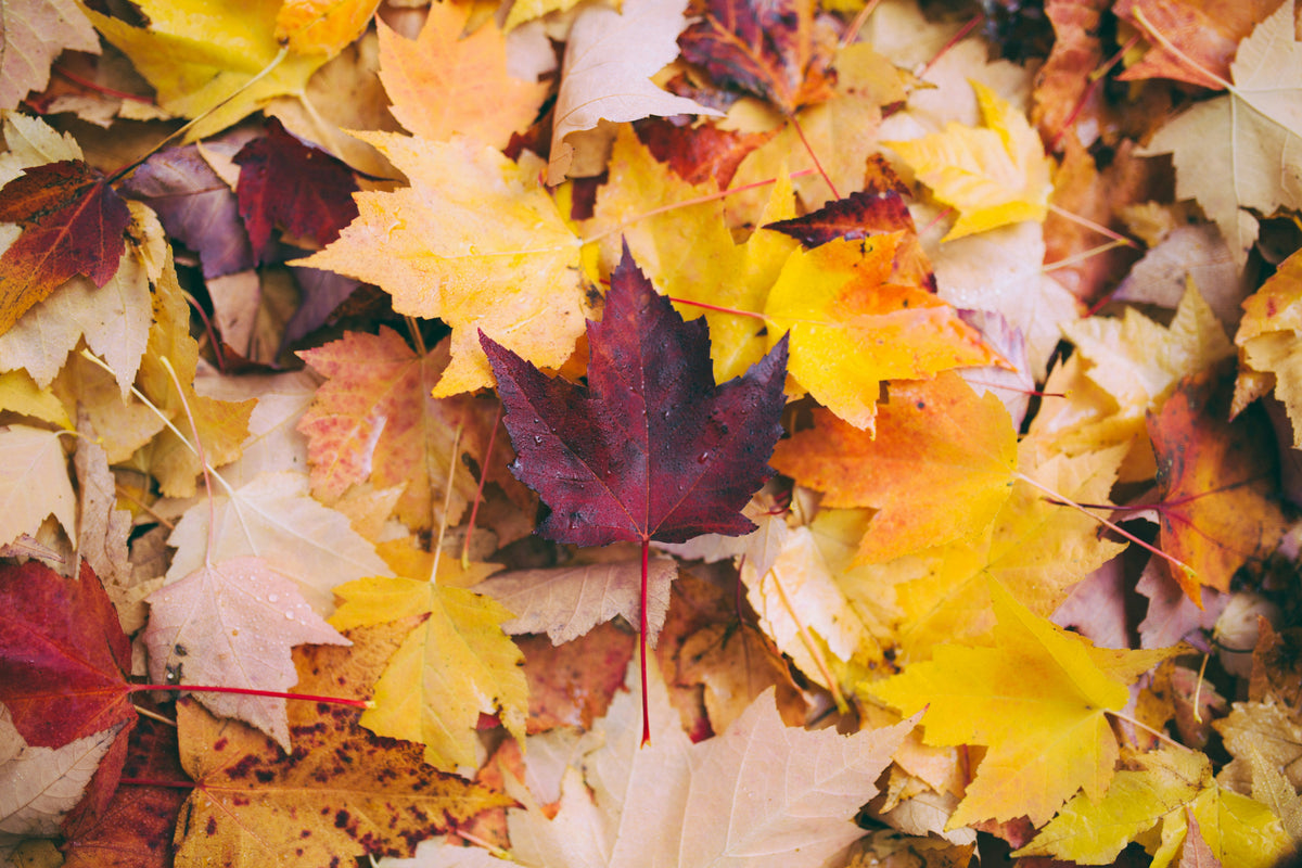 L'Automne