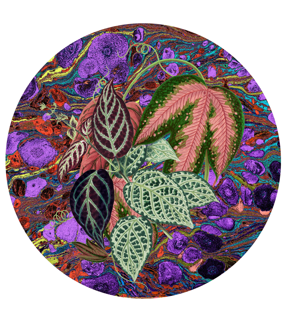 Les Fleurs Aubergine botanical floral paper plate