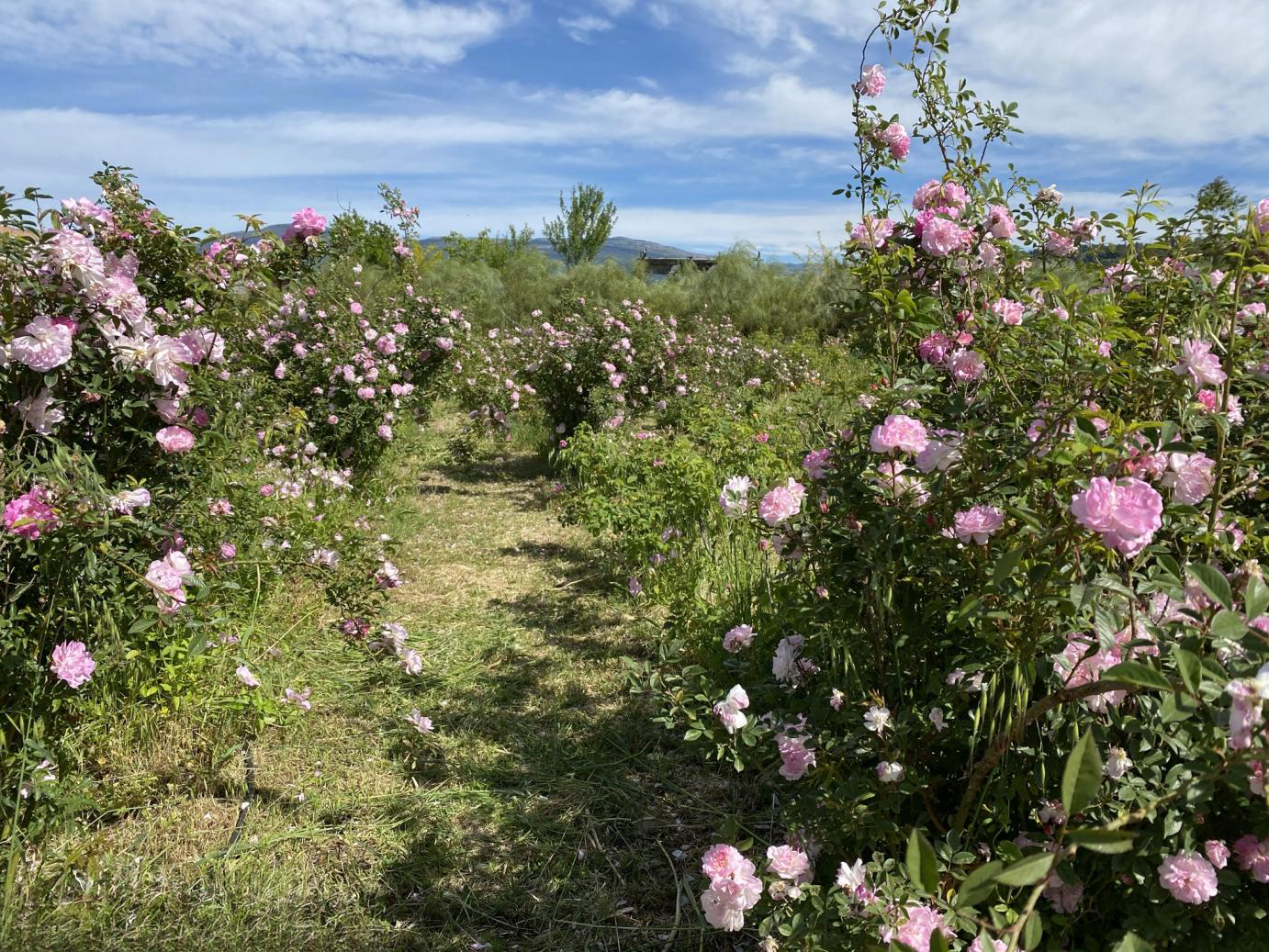 Parfume du Voyage Grasse Scented Candle