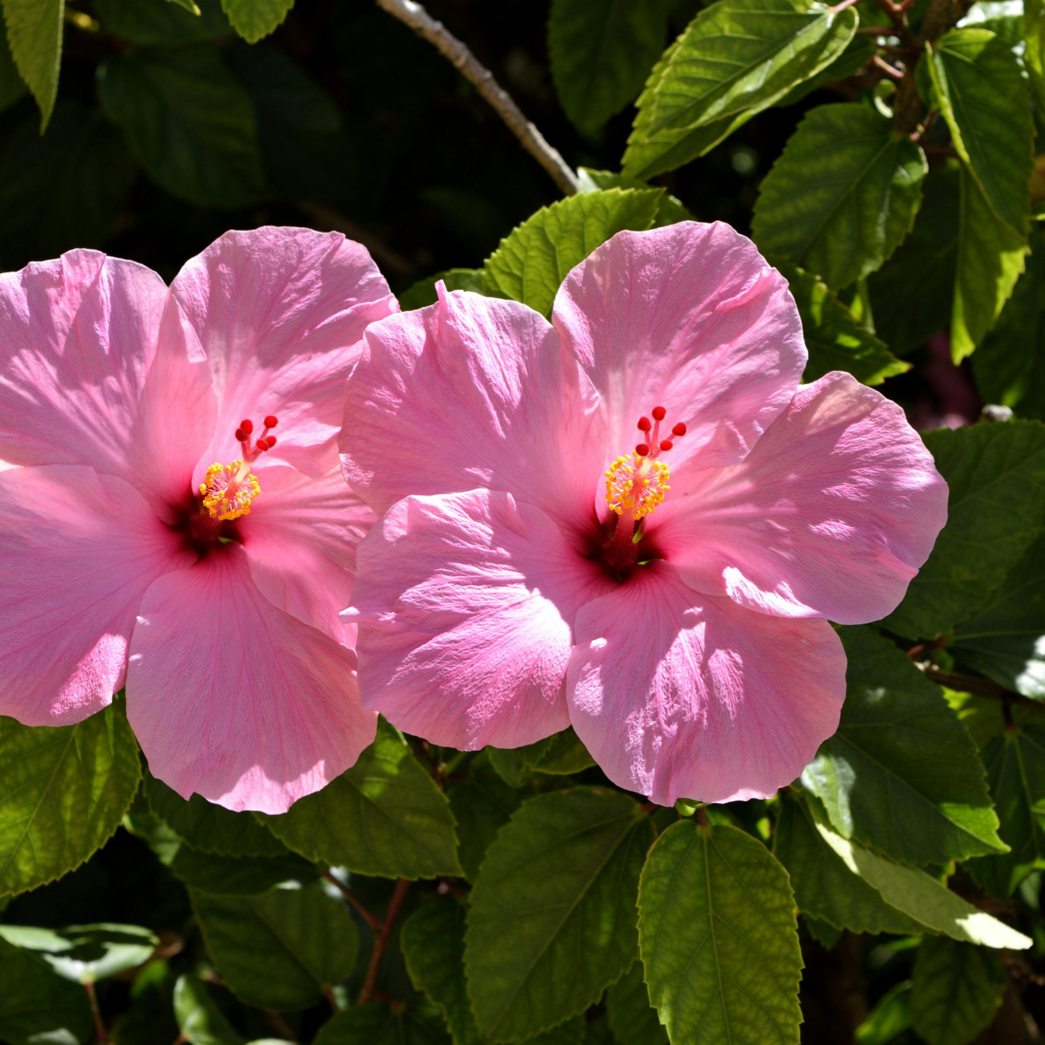 Parfum du Voyage Bora Bora Scented Candle
