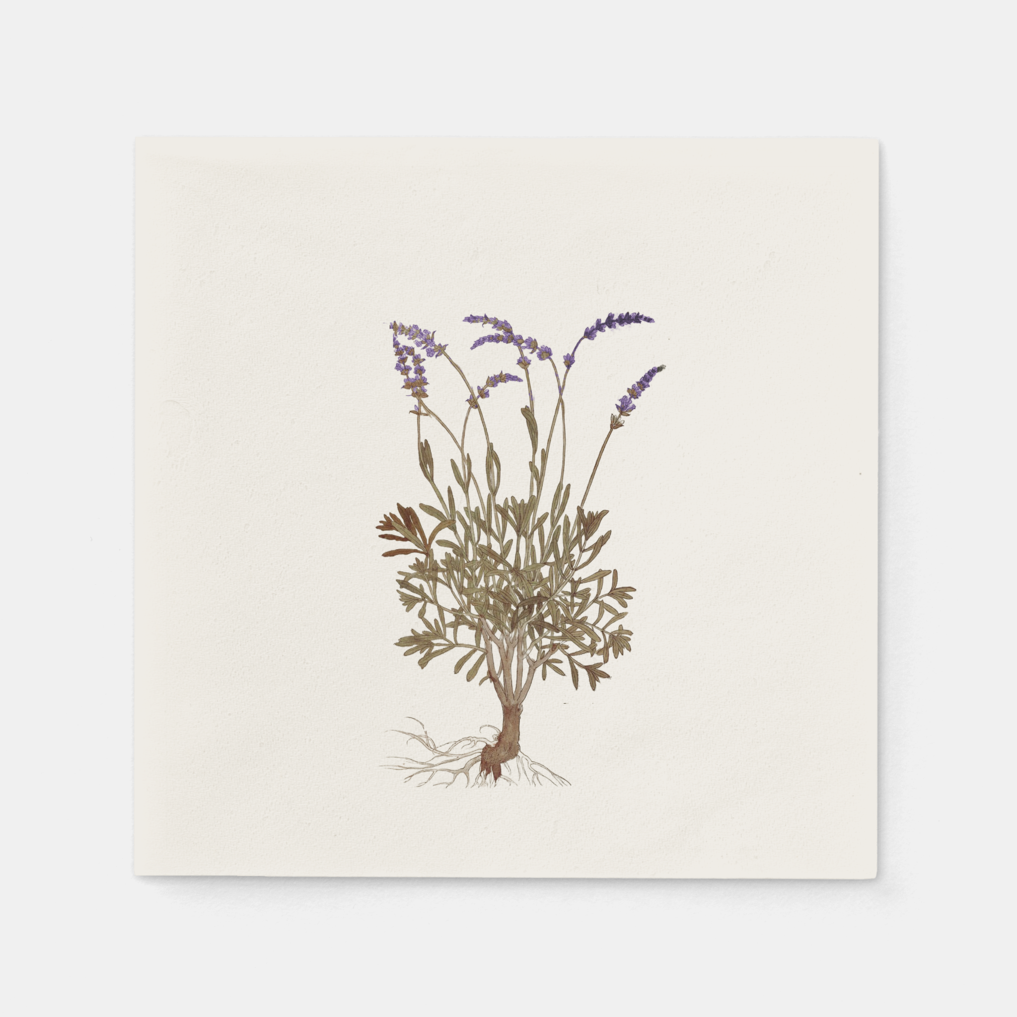 La Table Provinciale Lavender Cocktail Napkin (Set of 16)