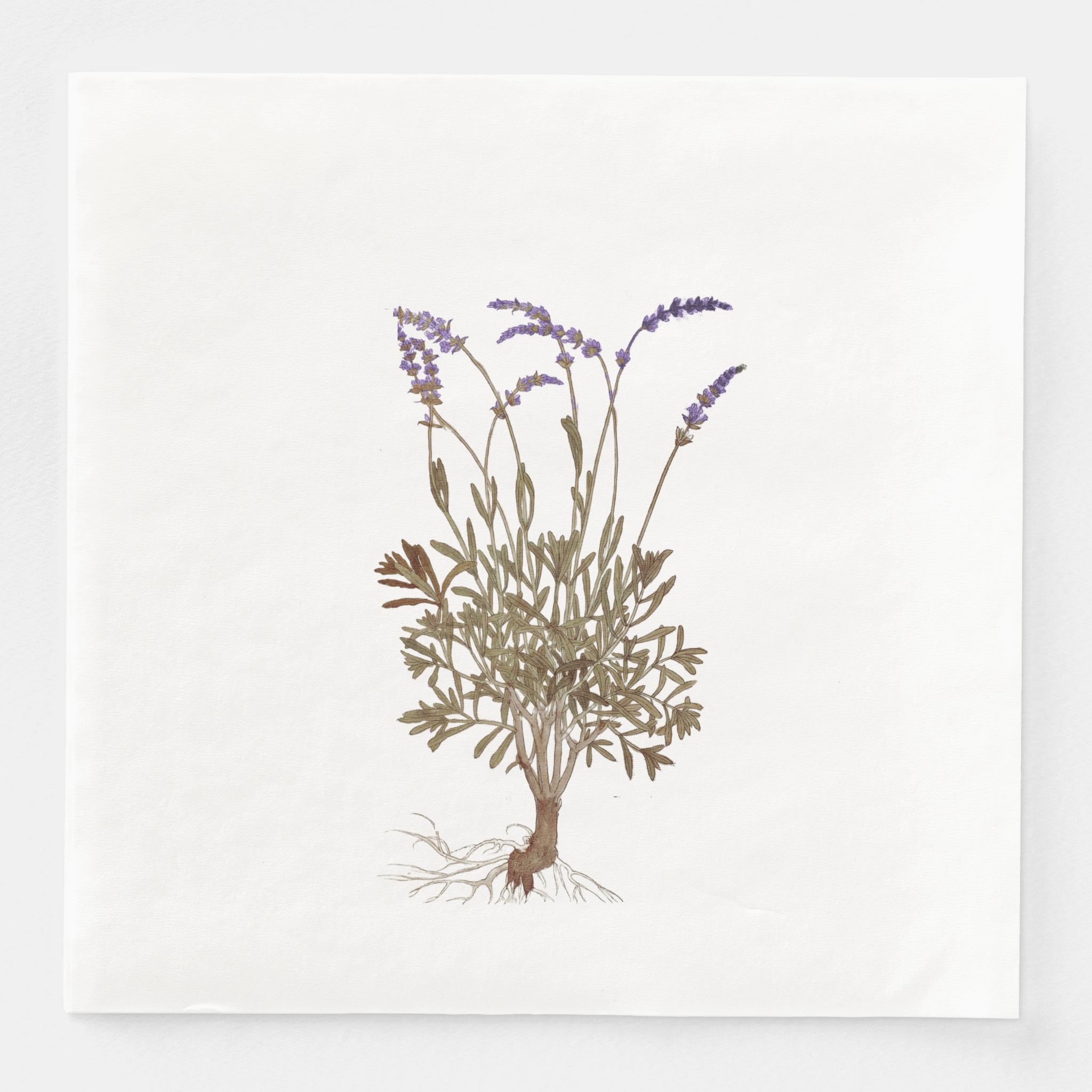 La Table Provinciale Lavender Dinner Napkin (Set of 16)