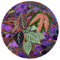 Les Fleurs Aubergine Paper Party Plate