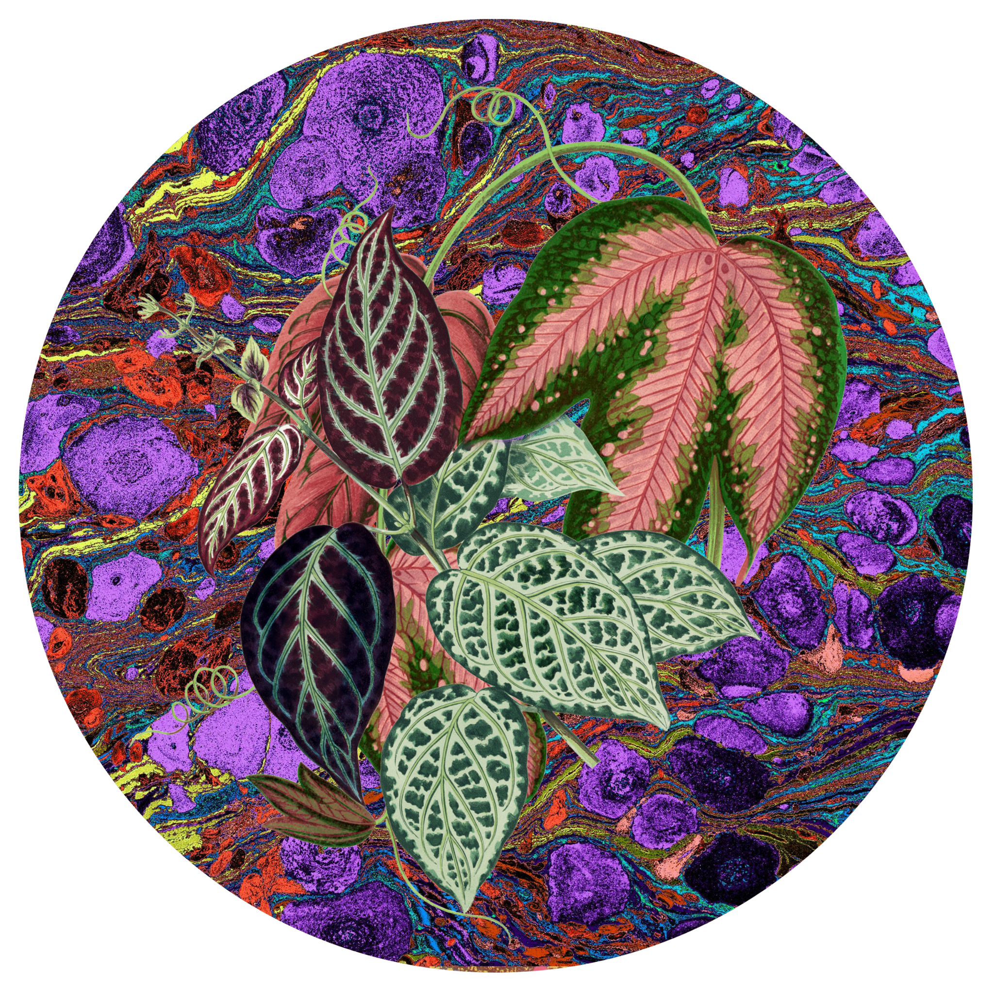 Les Fleurs Aubergine Paper Party Plate
