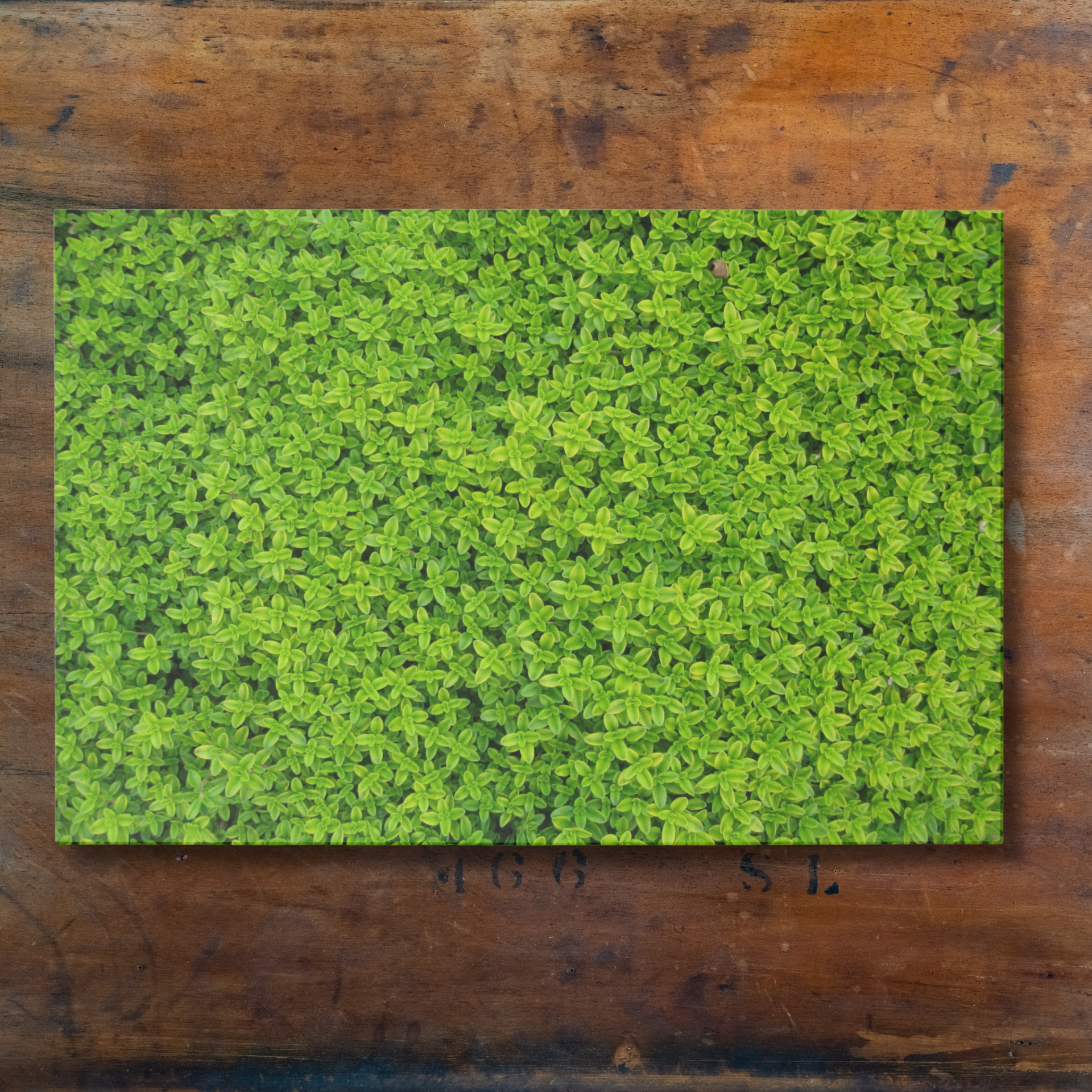 Tear Away Hedge Paper Party Placemat