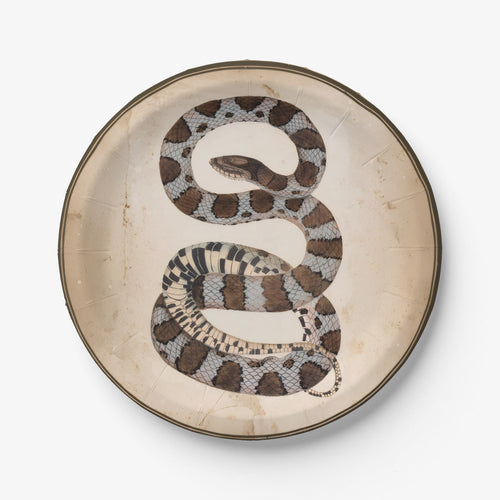 Grey Kingsnake antique snake Halloween paper plate, overhead