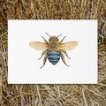 Vintage Voyagers France Single Bee Place Card