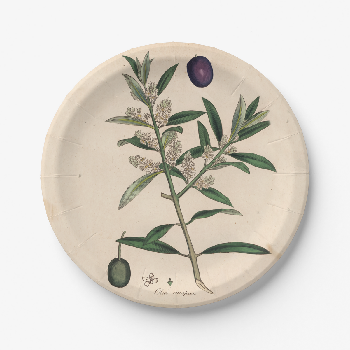 La Table Provinciale European Olive paper party plate