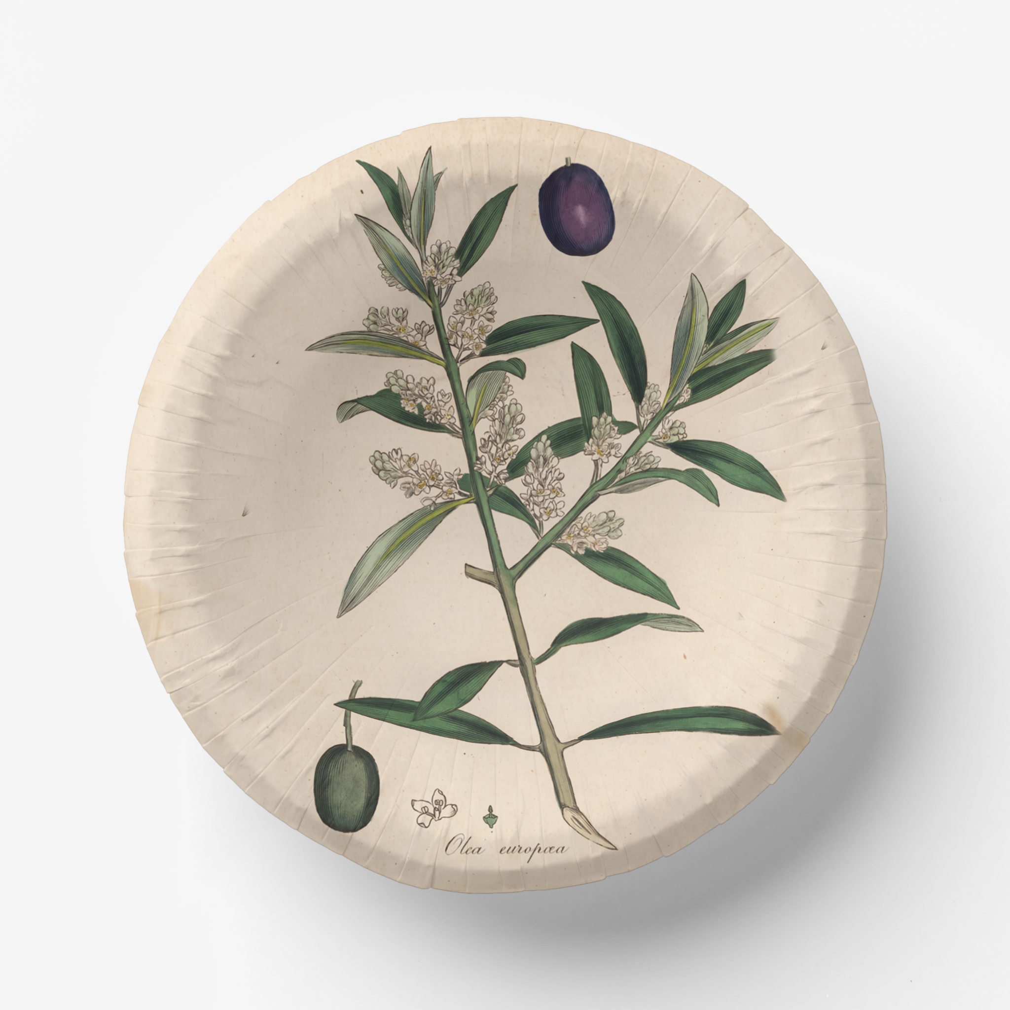 La Table Provinciale European Olive paper party plate