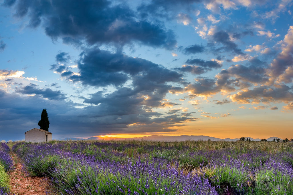 Lavender field with a sunset sky and a small building in the distance.