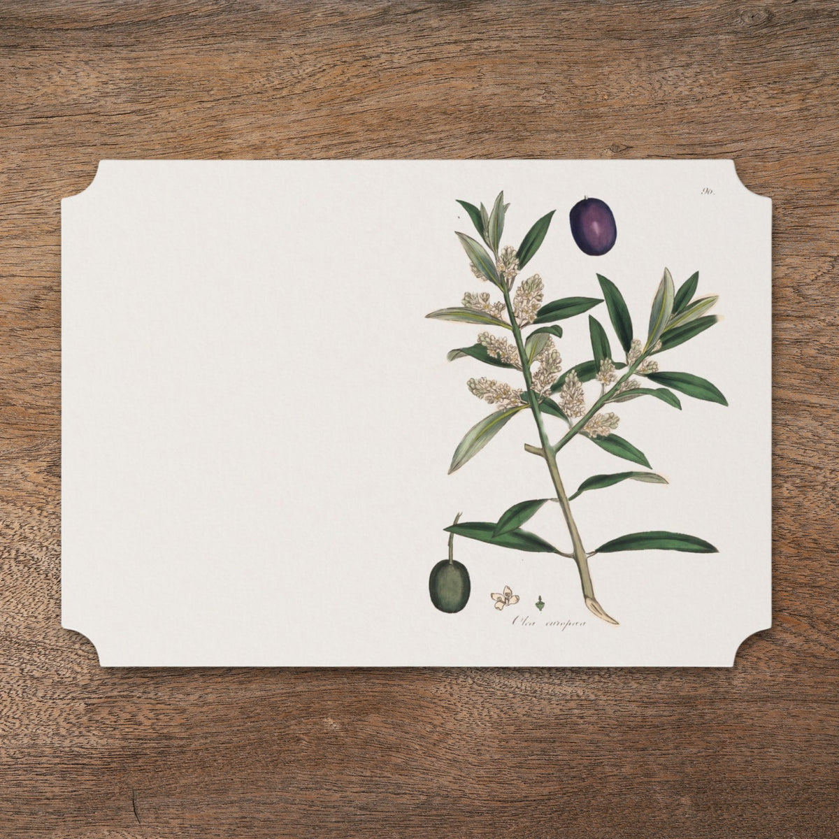 La Table Provinciale Olive botanical place card, front