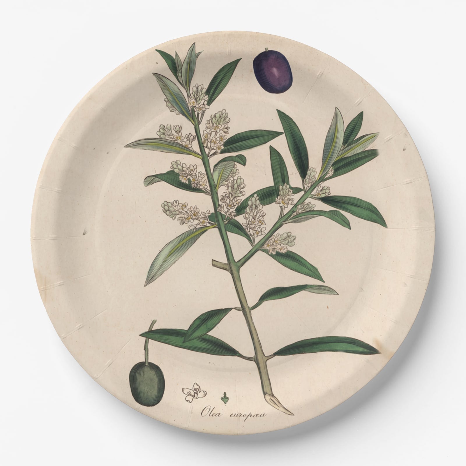 La Table Provinciale European Olive paper party plate, front