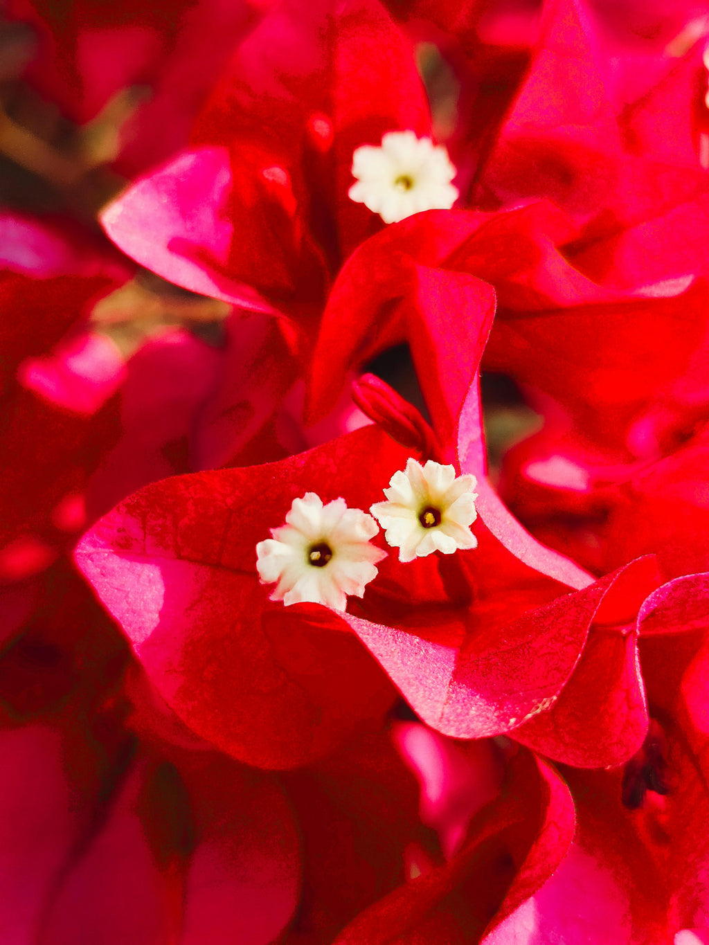 Parfum du Voyage Bora Bora Scented Candle